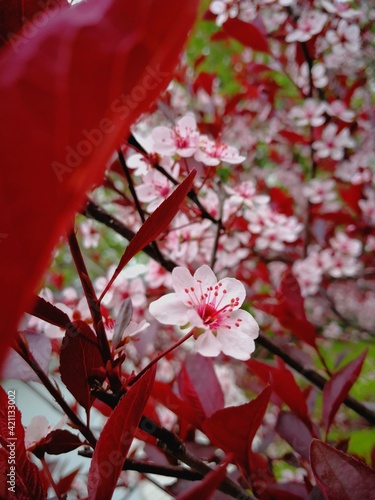 blossom
