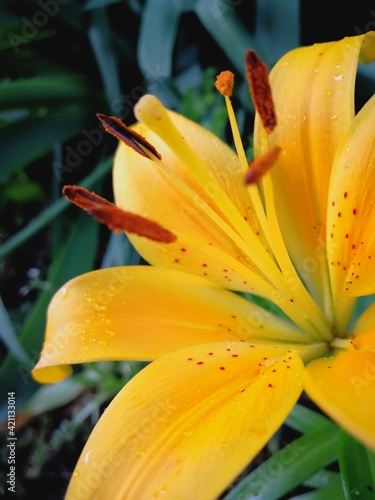 yellow flower