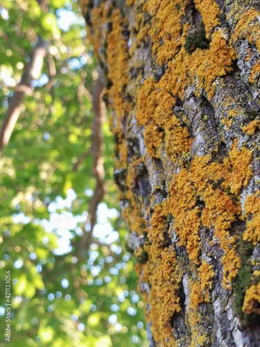 lichen on tree