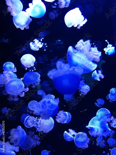 jellyfish in aquarium
