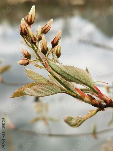 spring in the garden
