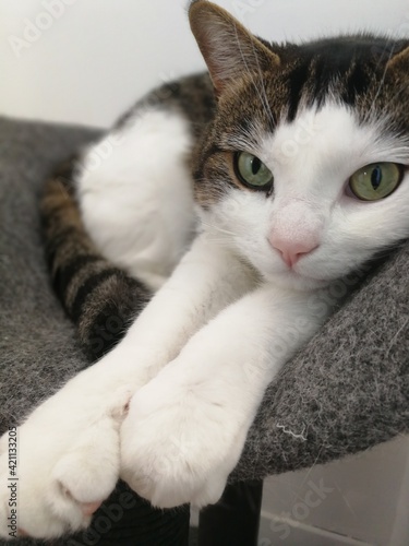 cat
