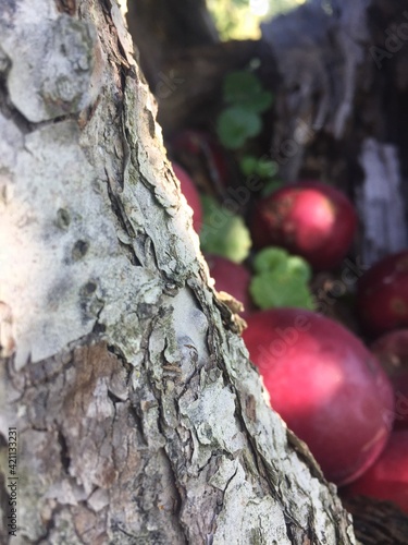 red apple in a tree