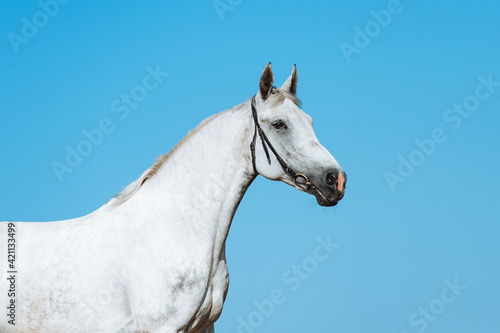 Beautiful portrait of a white horse on a background of the dark blue sky © Tetiana Yurkovska