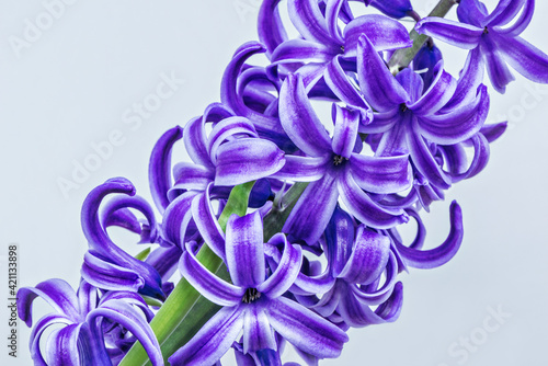 Violet flowers of Hyacinth on white background.