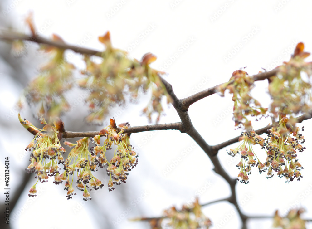 Obraz premium deciduous tree in bloom