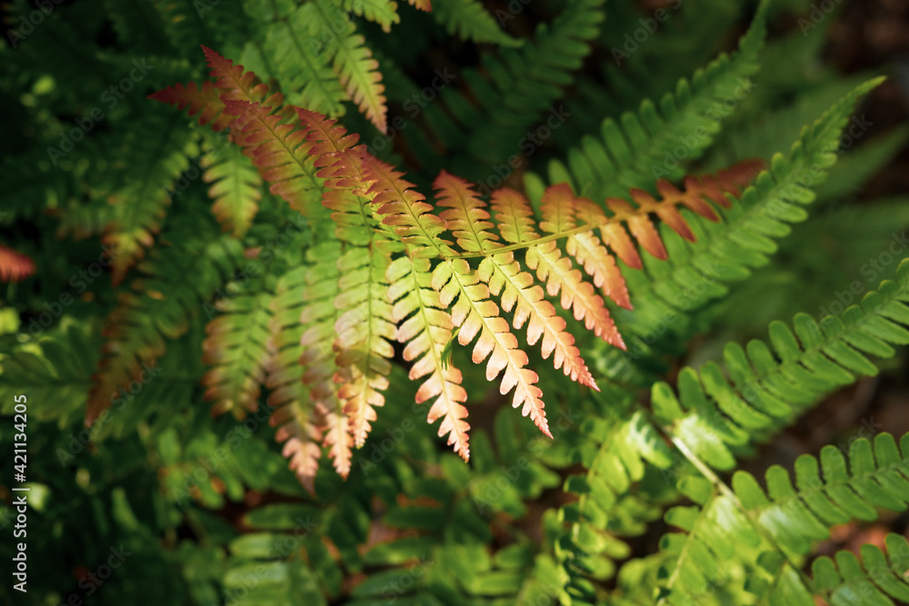 Green Fern with Red and Yellow Tipped Leaves on the Forest Floor