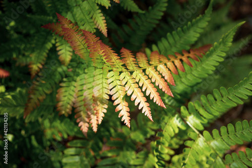 Green Fern with Red and Yellow Tipped Leaves on the Forest Floor