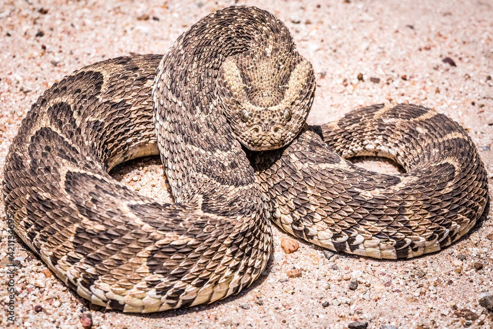 Bitis arietans (Puf adder) (colored picture) Photographed in South Africa. Bitis arietans (Puf adder) (colored picture) Photographed in South Africa.