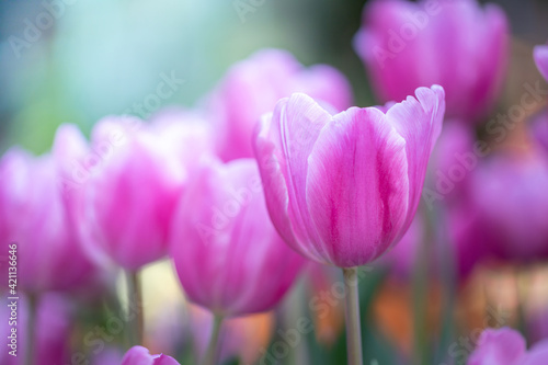 Fototapeta Naklejka Na Ścianę i Meble -  Beautiful bouquet of tulips. colorful tulips. nature background