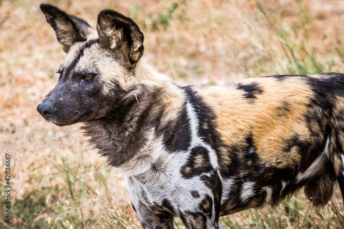 Lycaon pictus (wild dog) (colored picture) Photographed in South Africa. photo