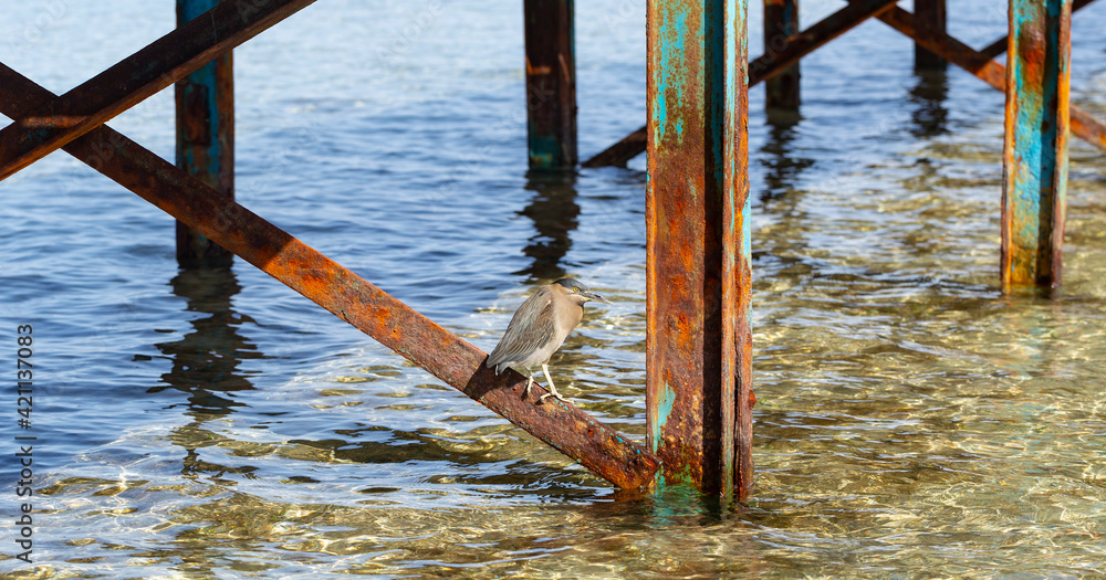 Naklejka premium Striated heron (Butorides striata) also known as mangrove heron, little heron or green-backed heron. The bird hides in the metal piles of the pontoon.