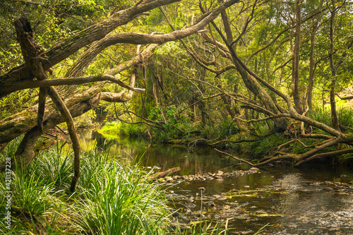A walk along the Coomera River amoung a spider web of branches from trees on the bank
