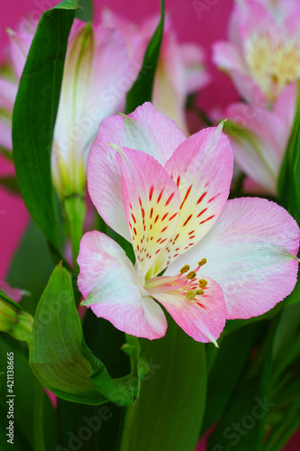 Pink and white alstroemeria flowers