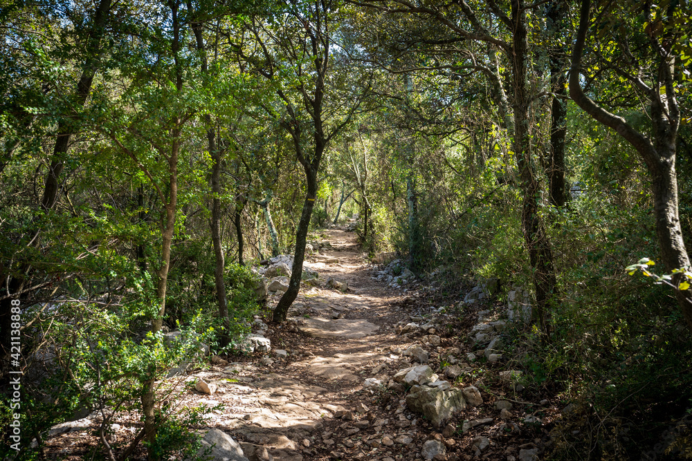 un chemin forestier sous forme de tunnel végétal un chemin forestier sous forme de tunnel végétal