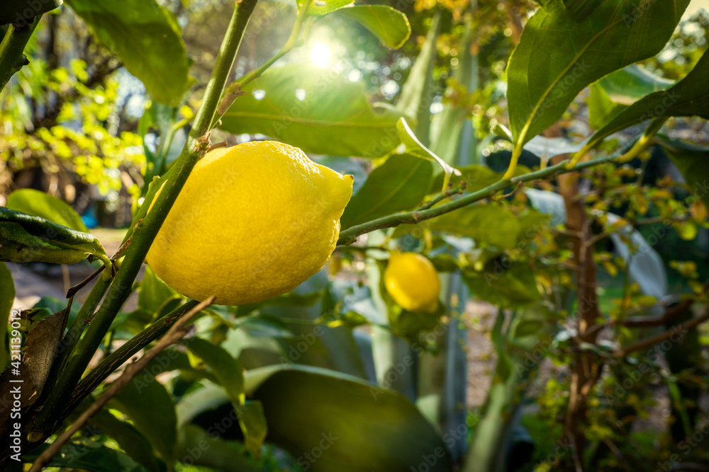 un citron en  gros plan accroché à la branche d'un citronnier 