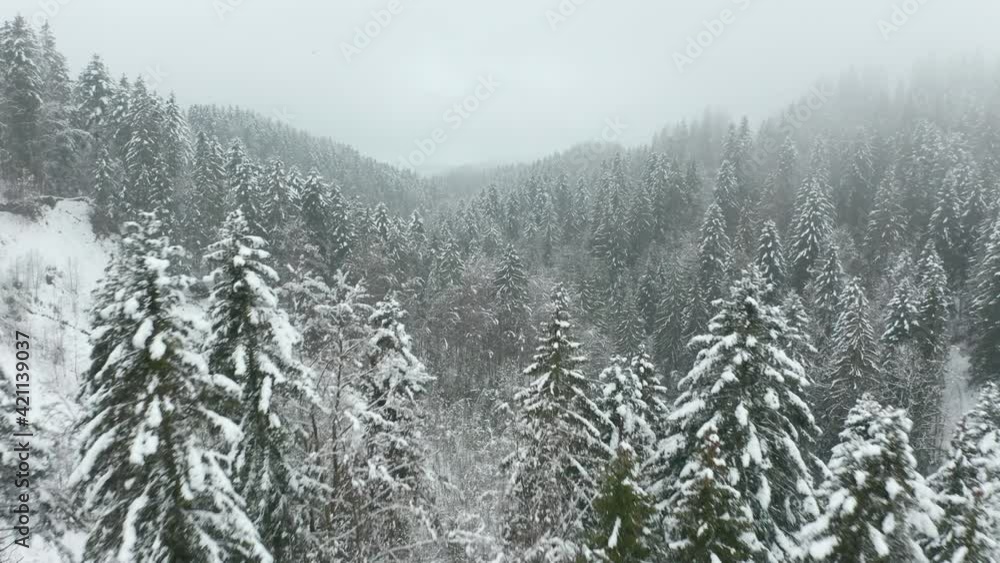 Flying over tree tops in beautiful snow covered forest Flying over tree tops in beautiful snow covered forest