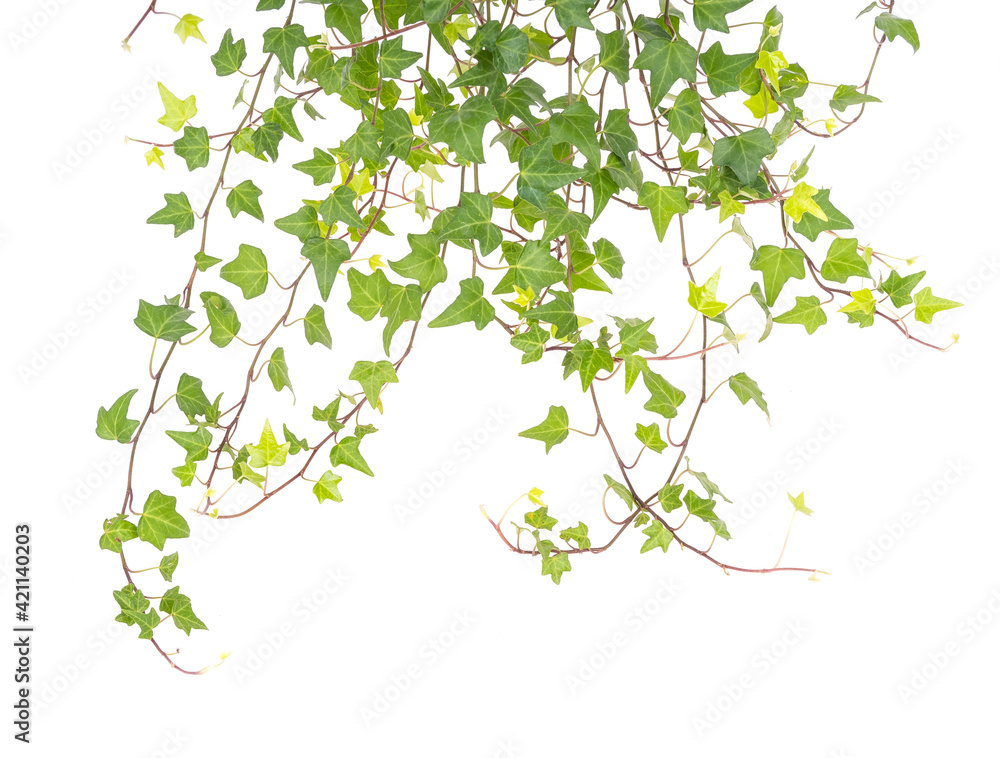 ivy isolated on a white background ivy isolated on a white background