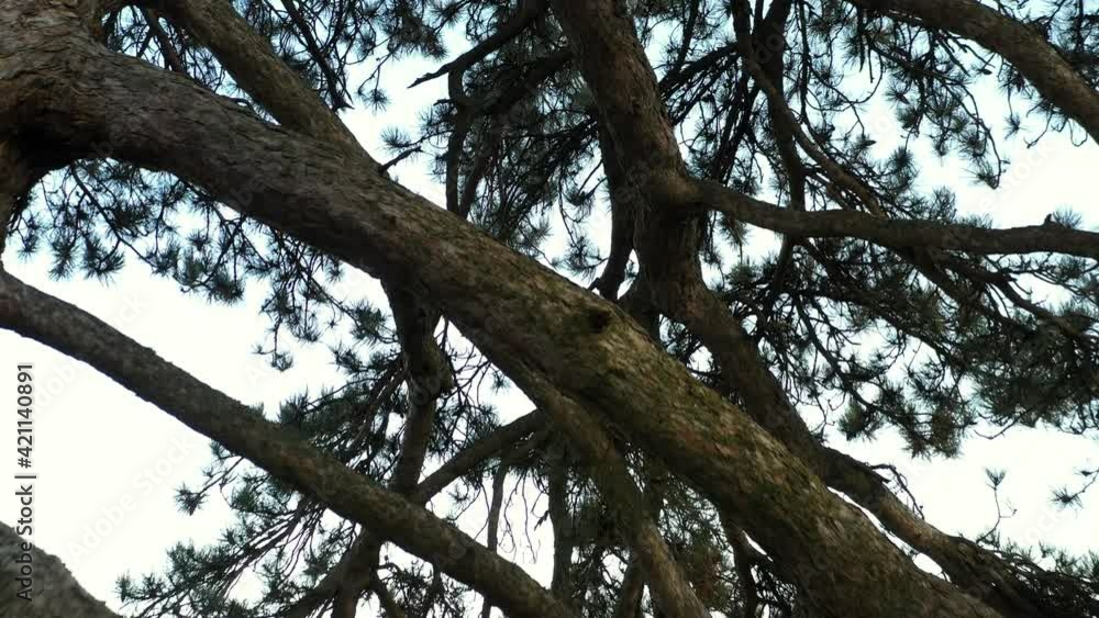 Low angle aerial dolly shot backing down through the limbs of an evergreen tree. Low angle aerial dolly shot backing down through the limbs of an evergreen tree.