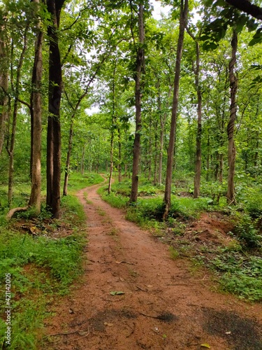 path in the woods © Vishnu