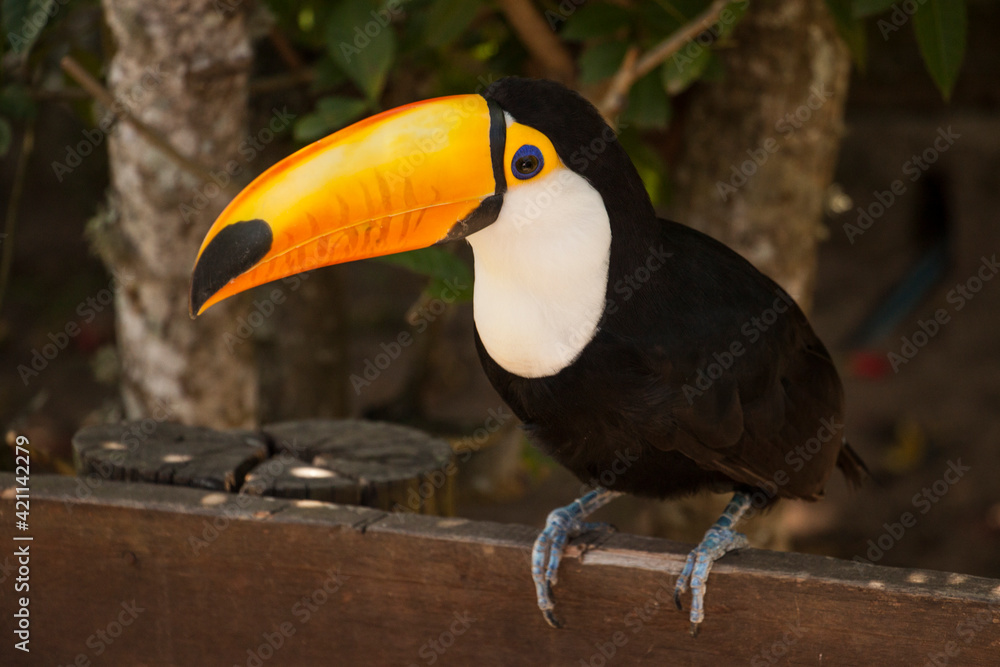 Naklejka premium toucan