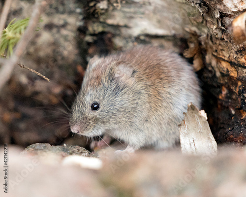Mouse Stock Photos. Close-up profile side view in the forest eating  in its environment and habitat with a blur background.