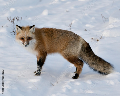 Red Fox Stock Photos. Unique Fox.  Close-up profile side view in the winter season in its environment with blur snow background displaying bushy fox tail, white mark paws, fur. Fox Image. Picture.  ©  Aline