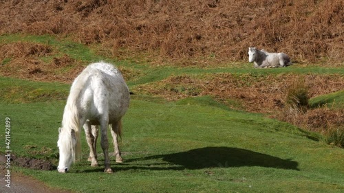 1 Wild Pony of England eating Grass while another watches in the background. 10 Sec, 4K Wide photo