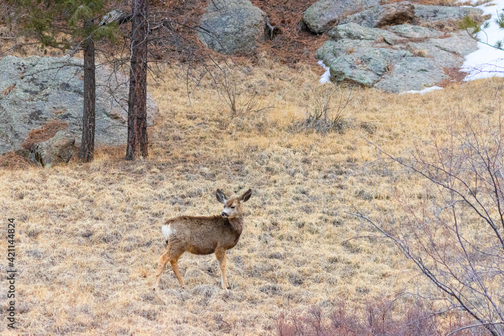 Mule Deer by the South Platte River Mule Deer by the South Platte River