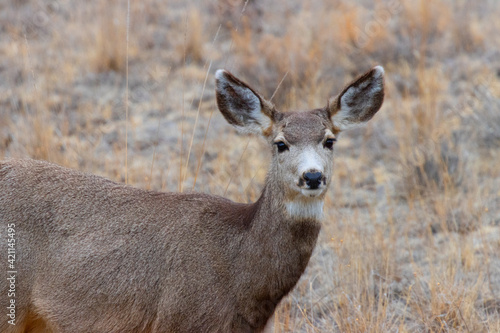 Mule Deer by the South Platte River