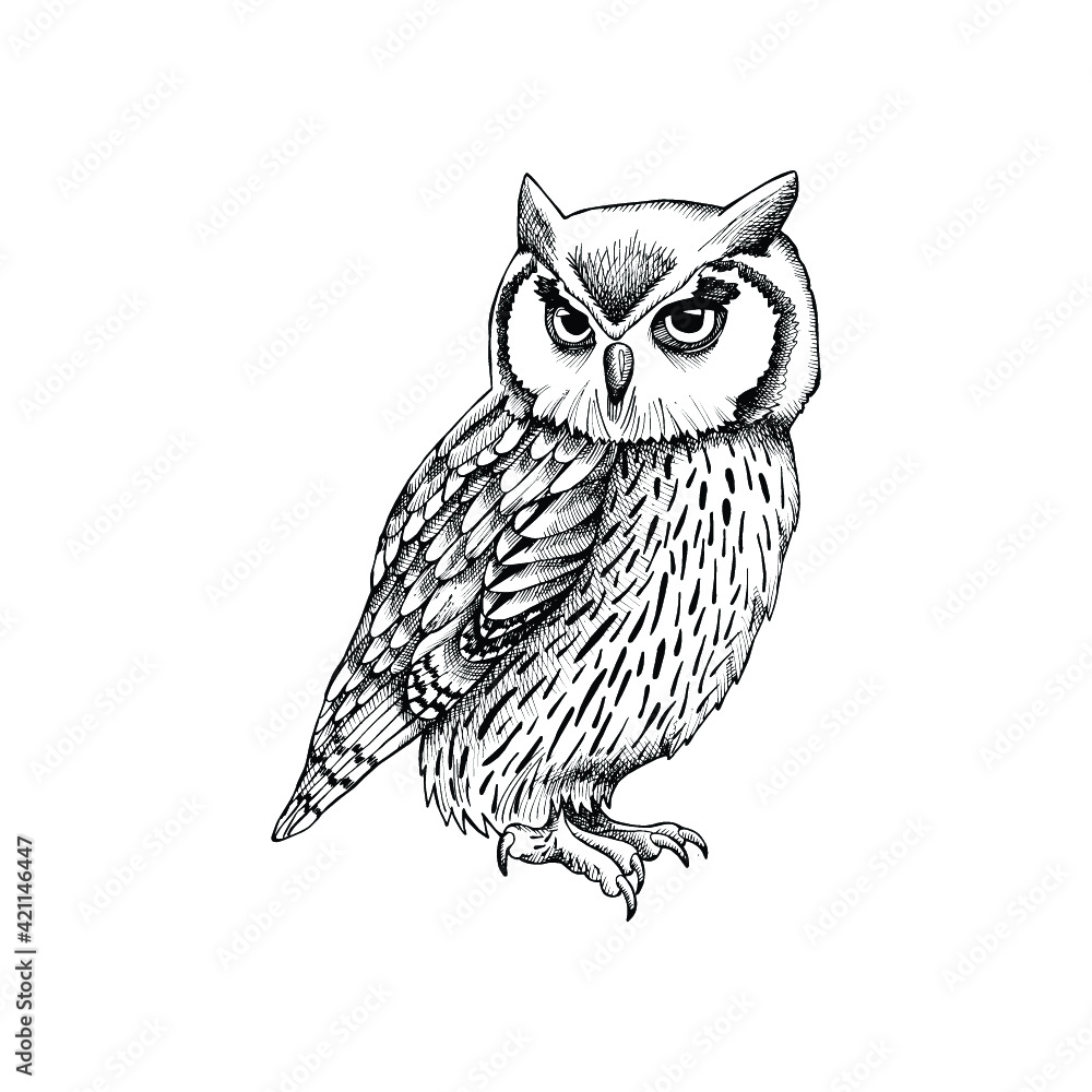 Fototapeta premium owl on a branch