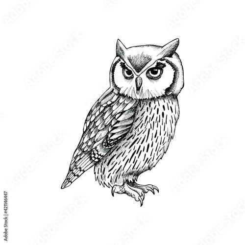 owl on a branch