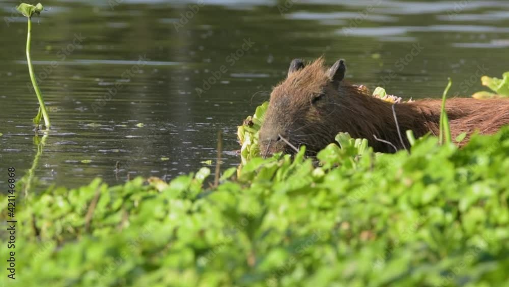 Capibara carpincho en laguna natural junto a plantas acuáticas Capibara carpincho en laguna natural junto a plantas acuáticas