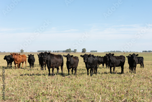 Angus cattle farm in the pampas © nickalbi