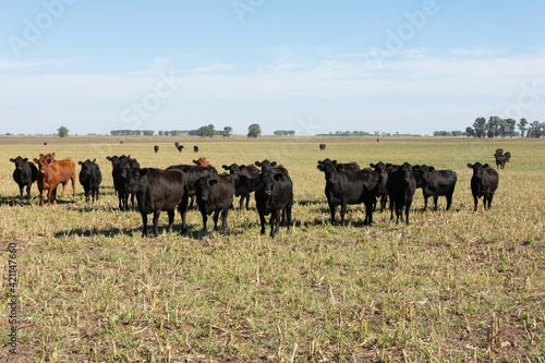 Angus cattle farm in the pampas