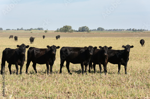 Angus cattle farm in the pampas © nickalbi