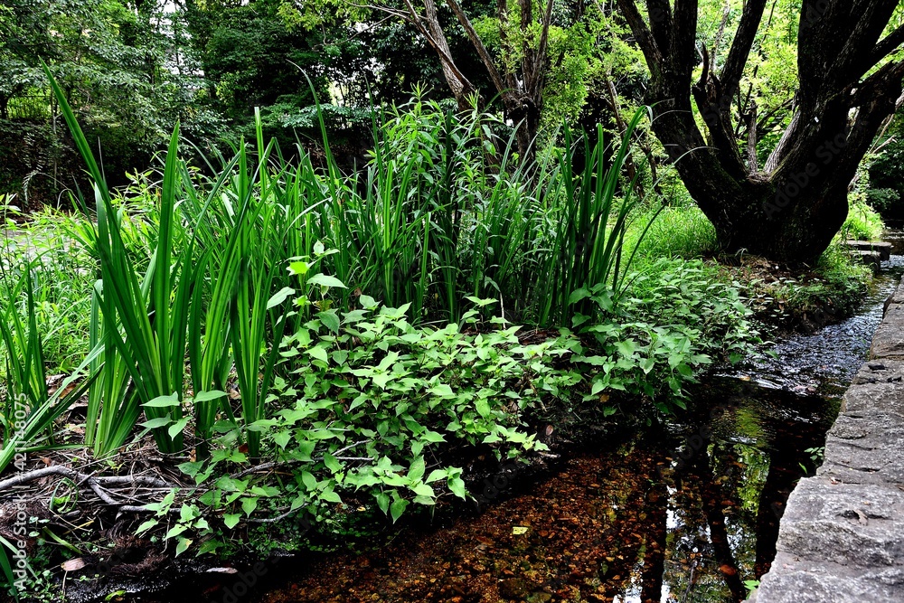 Obraz premium 森の小川の風景