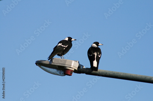 Australian Magpie on sunny summer day with blue sky