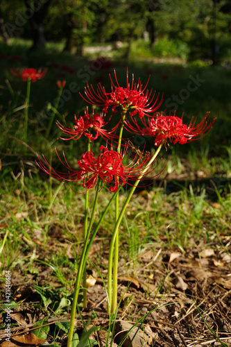 公園に咲く赤い花　彼岸花　秋