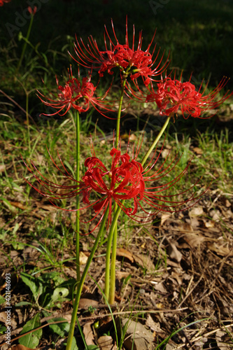 秋に咲く綺麗な花　ヒガンバナ