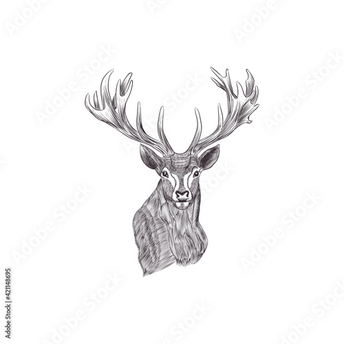 deer sketch