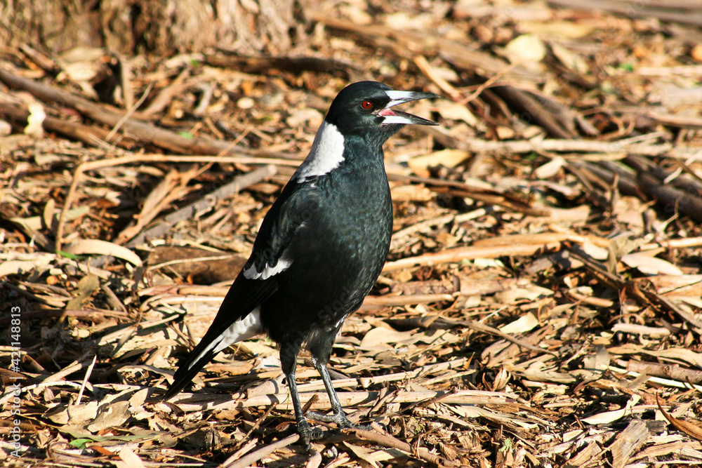 Obraz premium Australian Magpie on sunny summer day with blue sky