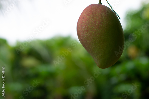 Photos Palmer Mango Nature Manga Palmer Natural