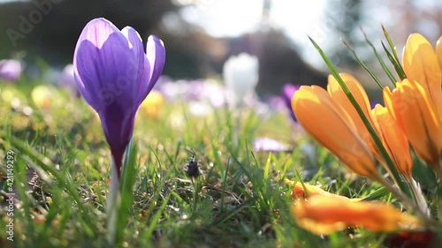 Krokus Blüten, lila, gelb und weiß auf einer Wiese im Sonnenuntergang. 