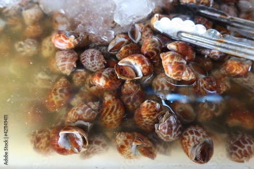 Fototapeta Naklejka Na Ścianę i Meble -  A top view of frozen sweet clams sold in the Thai seafood market.