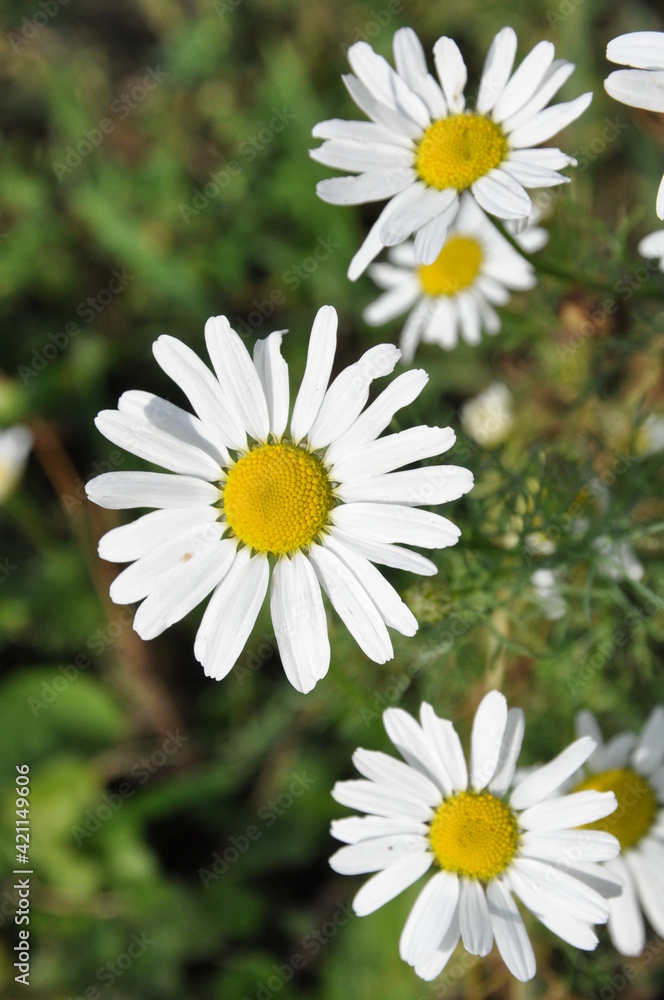 Fototapeta premium White field daisies with a yellow core on a green grass background
