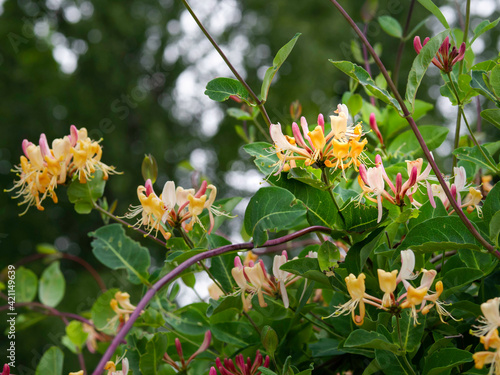 Blooming Late Dutch honeysuckle, Lonicera periclymenum  Serotina , closeup with selective focus