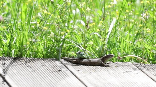 Zwei Eidechsen, Reptilien, männlich und weiblich zur Paarungszeit im Garten. 