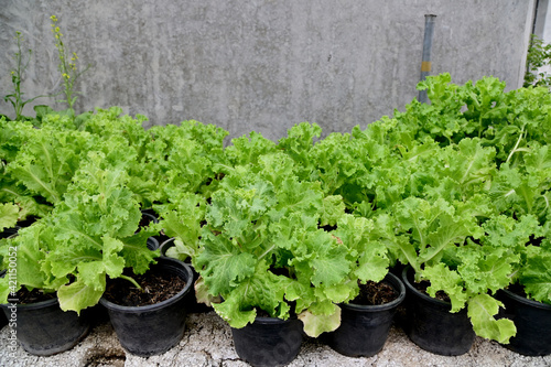 Closeup of Fresh green vegetables Green vegetables are planted in the field at Thailand.