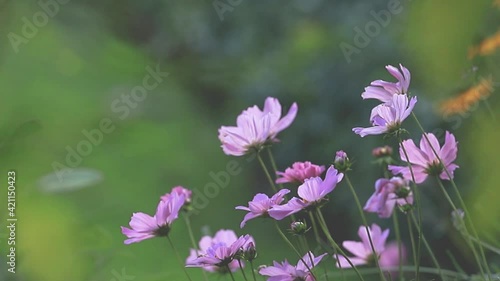 Schmuckkörbchen (Cosmos bipinnatus), im Sommergarten und leichtem Wind, Unschärfe und Bokeh